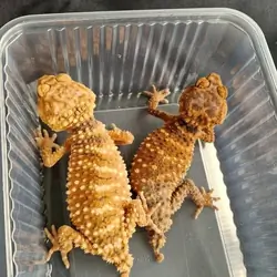 Geckos