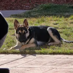 7 month old German Shepherd