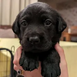 Labrador puppy