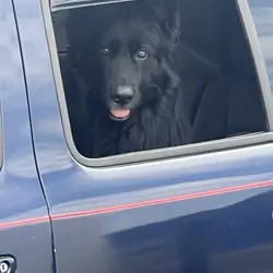 Stud services akc black long hair German shep.