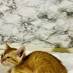 Free kittens to loving home