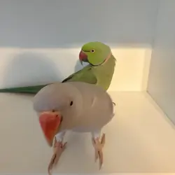 Indian Ringneck pair