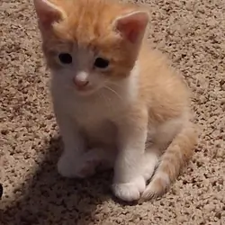 Kittens trained with owners manuals!!