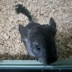 Female chinchilla gray