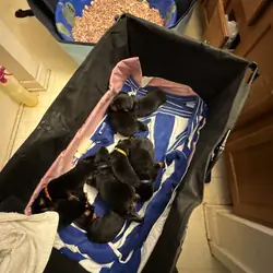Rottweiler puppies