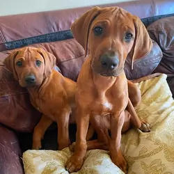 Rhodesian Ridgeback Puppies
