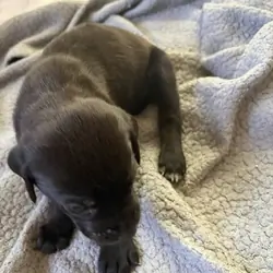 Catahoula Puppy Litter
