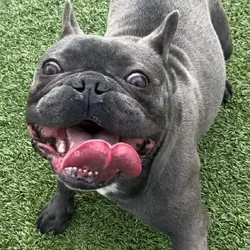 4 yr old French bulldog