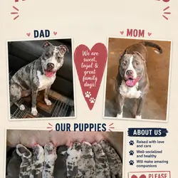 Bully Puppies