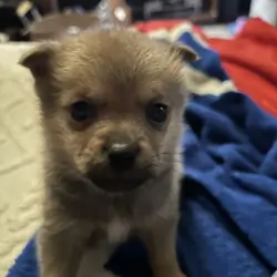 Male pup