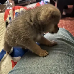 Puppy