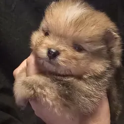Chocolate merle Boy Pomeranian