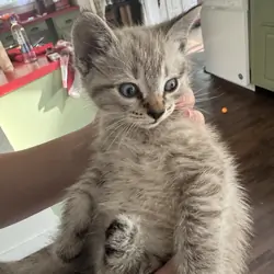 Ragdoll/MaineCoon Mix