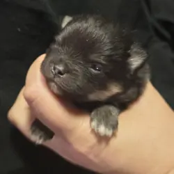 Black & Tan Boy Pom