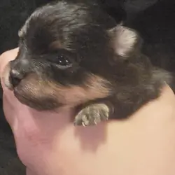 Black & Tan girl Pom