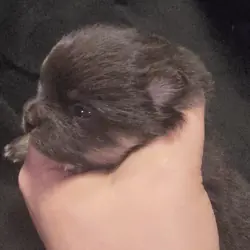 Chocolate & Tan boy Pom