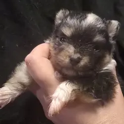 Merle & Tan boy Pom