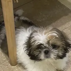 Adorable Shih Tzu Puppy – Ready for a Loving Home