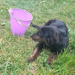 Puppy