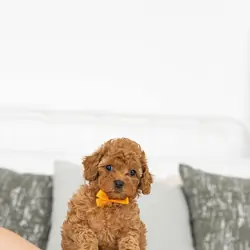 Poodle puppy Rescue Needed