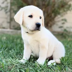 English lab puppy
