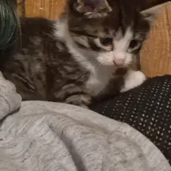Kittens with owners manuals