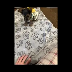 Female Yorkie puppies