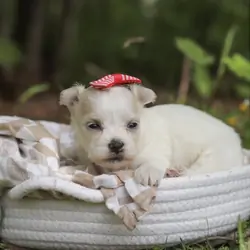 Adorable Maltese for a new home