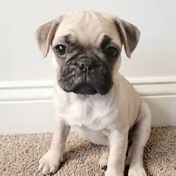 Pug Puppy