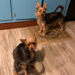 Male Yorkshire Terrier Pup