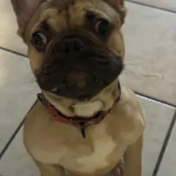 French bulldog