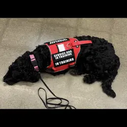 2 year old labradoodle