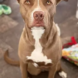 3 yr old Male Dog (neutered)