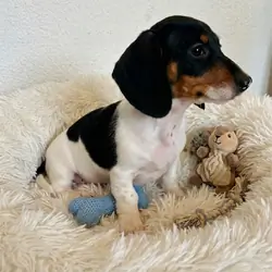 Dachshund puppies