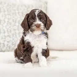 Cavapoo Puppies Available for New Homes