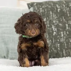 Cavapoo Puppies Available