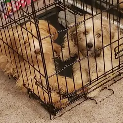 Puppies