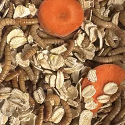 Mealworms