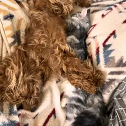 Maine coon female young cat