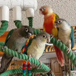 Green Cheek conures