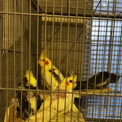 Baby Cockatiels