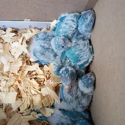Baby Blue Quakers