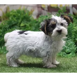 Hi, I'm Ian Yorkie Puppy