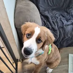 St. Bernese Puppies