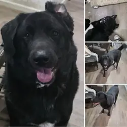 Titan- Akita/Great Pyrenees