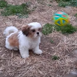 Puppies Shih Tzus