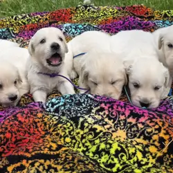 English Cream Golden Retriever Puppies