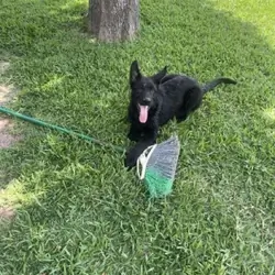 Black German Shepherd