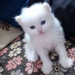 Persian kittens