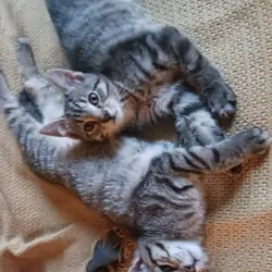 Kittens